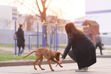Bir kız bir yolda bir köpekle oynar. Bir kadın bir köpek yürüyor. Evcil hayvan kavramı.