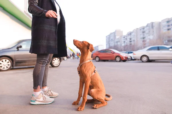 Pies siedzi na chodniku i patrzy na właściciela. Kobieta przechadza się z pięknego młodego psa na ulicach miasta — Zdjęcie stockowe