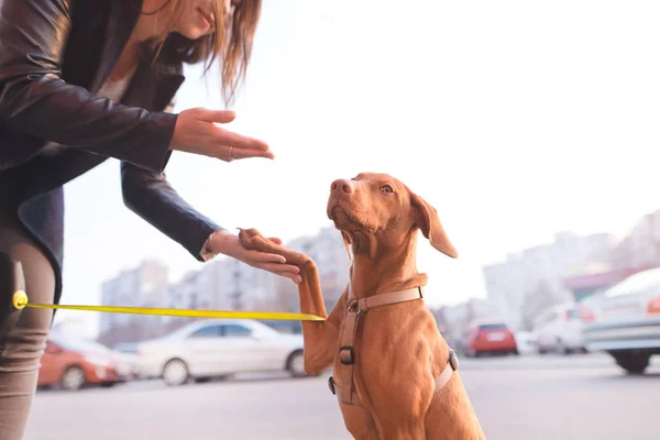 Egy nő sétál egy kutya a városban. Portréja egy kutya, a tulajdonos egy könnyű városi hátterű. Egy nő eszik egy kutya. Magyar Vizsla fajta — Stock Fotó
