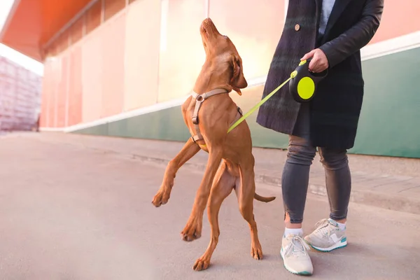 Ein Hund und ein Mädchen spazieren durch die Stadt. springt der Hund. Haustierkonzept — Stockfoto