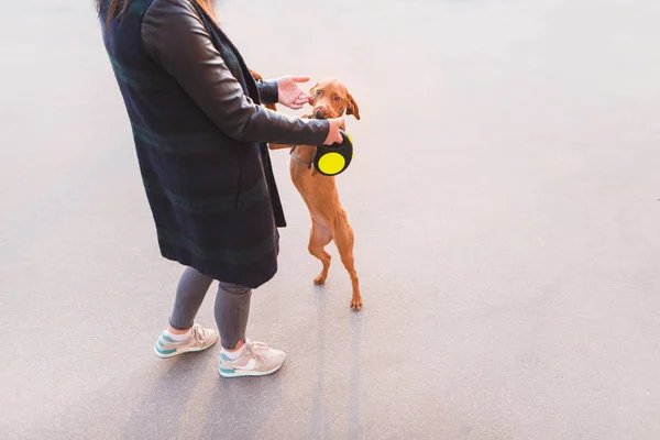 自分の中を歩く犬踊り。犬と遊ぶ. — ストック写真