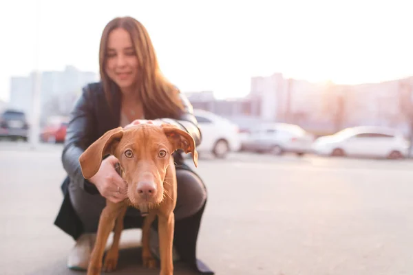 La fille tient un drôle de jeune chien. Propriétaire et chiot en arrière-plan du paysage urbain au coucher du soleil. Concentre-toi sur le chien. Le concept des animaux domestiques . — Photo