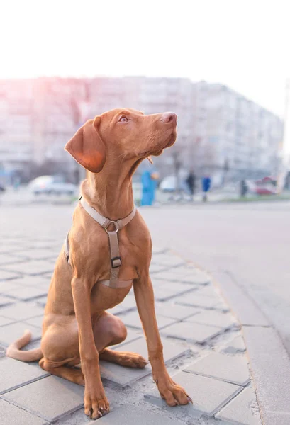 Seekor anjing coklat duduk di jalan di latar belakang kota dan melihat ke atas. Seekor anak anjing yang cantik duduk di aspal di tengah kota. Magyar Vizsla berkembang biak — Stok Foto