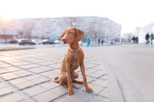 Frumos câine tânăr stă pe stradă pe fundalul orașului și apusul soarelui. Magyar Vizsla rasa — Fotografie, imagine de stoc