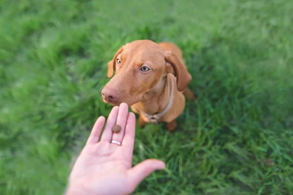 Tangan dengan makanan dan anjing coklat yang indah di latar belakang rumput hijau. Bantuan hewan . — Stok Foto