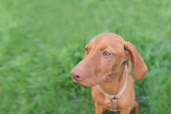 Portretul unui câine tânăr frumos pe un fundal de iarbă verde. Magyar Vizsla rasa — Fotografie, imagine de stoc