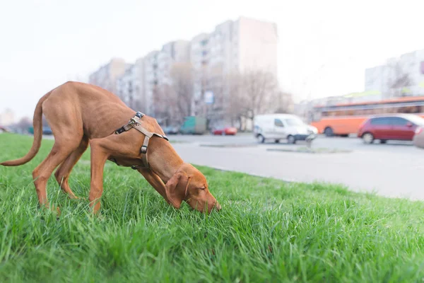 Un perro marrón huele hierba verde contra el fondo de la ciudad. Un paseo de un hermoso perro joven en la ciudad. Magiar Vizsla raza —  Fotos de Stock