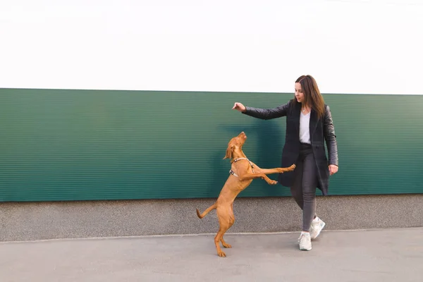 Uma menina brincando com um cão contra um fundo de paredes coloridas. Treino de animais. O cão pula durante o jogo com o proprietário — Fotografia de Stock