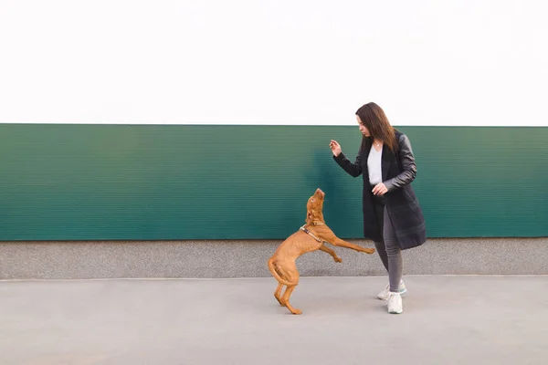 Eine Frau trainiert einen Hund vor dem Hintergrund der Mauer. Gassigehen mit einem Hund in der Stadt. Der Hund spielt Springen. magyar vizsla Rasse — Stockfoto