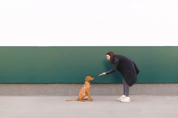 Der Besitzer spielt mit dem Hund. ein schönes Mädchen steht mit einem kleinen Hund und trainiert sie vor dem Hintergrund der Mauer. — Stockfoto