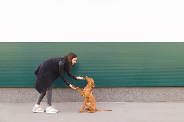 色の壁の背景に若い犬を持つ美しい少女。犬と一緒にウォーキング — ストック写真
