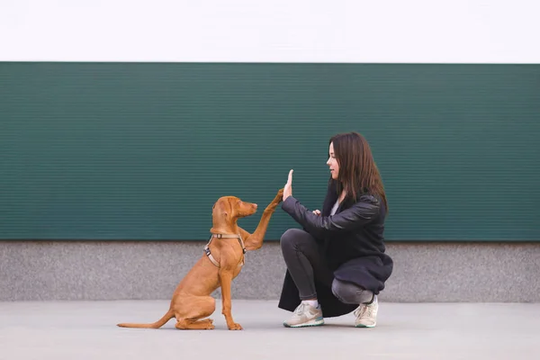 Hunden ger fem flickor. En utbildad valp utför lag. Ägare och söt hund spelar mot bakgrund av en färgad vägg — Stockfoto