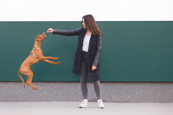 Der Besitzer schult den Hund. ein Mädchen, das mit einem schönen jungen Hund vor dem Hintergrund der Mauer spielt. Haustiere. magyar vizsla Rasse — Stockfoto