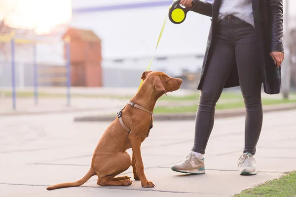 The girl holds the puppy on the leash during the walk. Walking with a dog. Pets are a concept — Stock Photo, Image