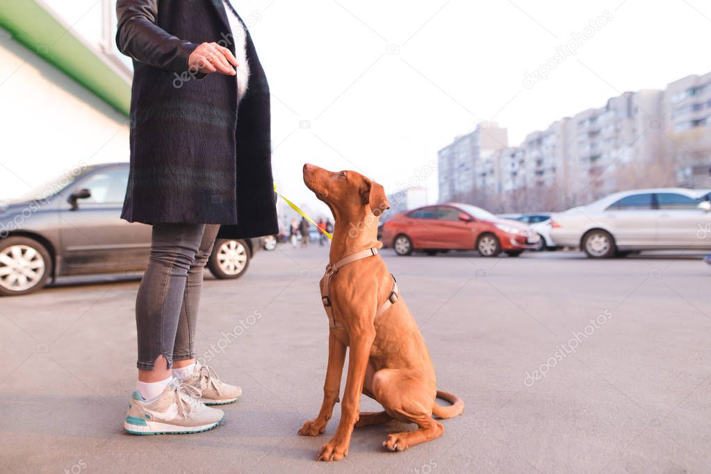 The dog sits on the pavement and looks at the owner. A woman walks with a beautiful young dog on the streets of the city