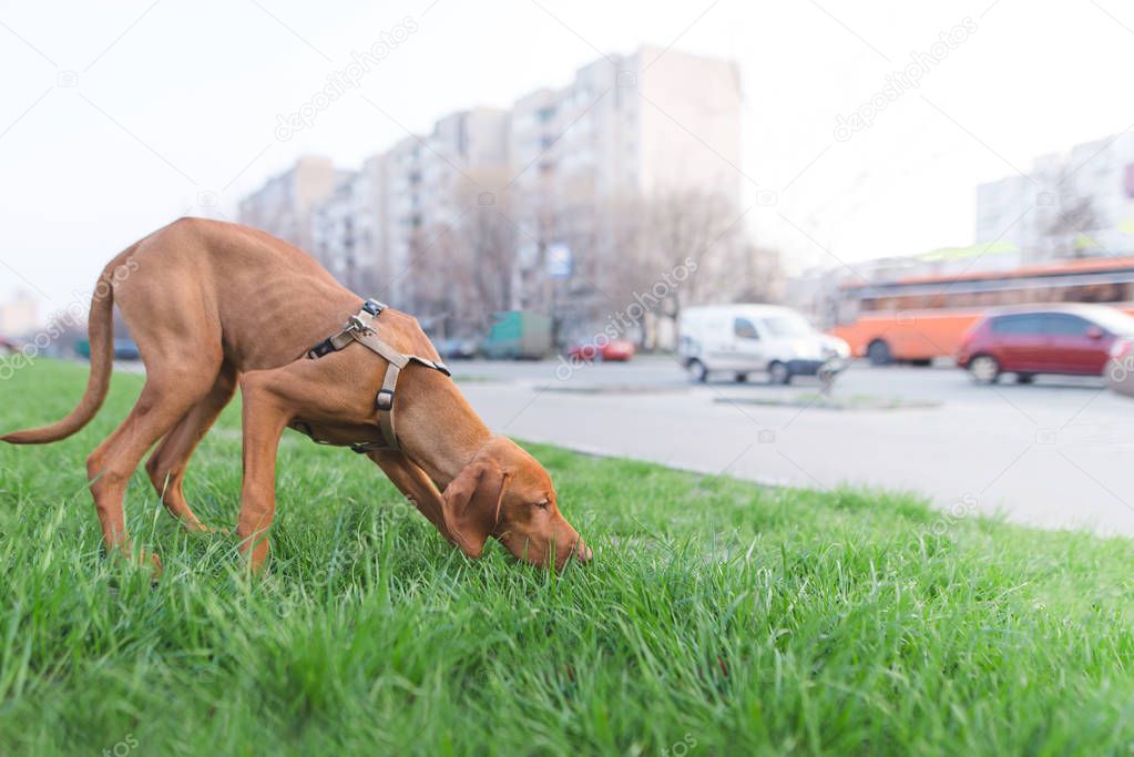 A brown dog sniffs green grass against the background of the city. A walk of a beautiful young dog in the city. Magyar Vizsla breed