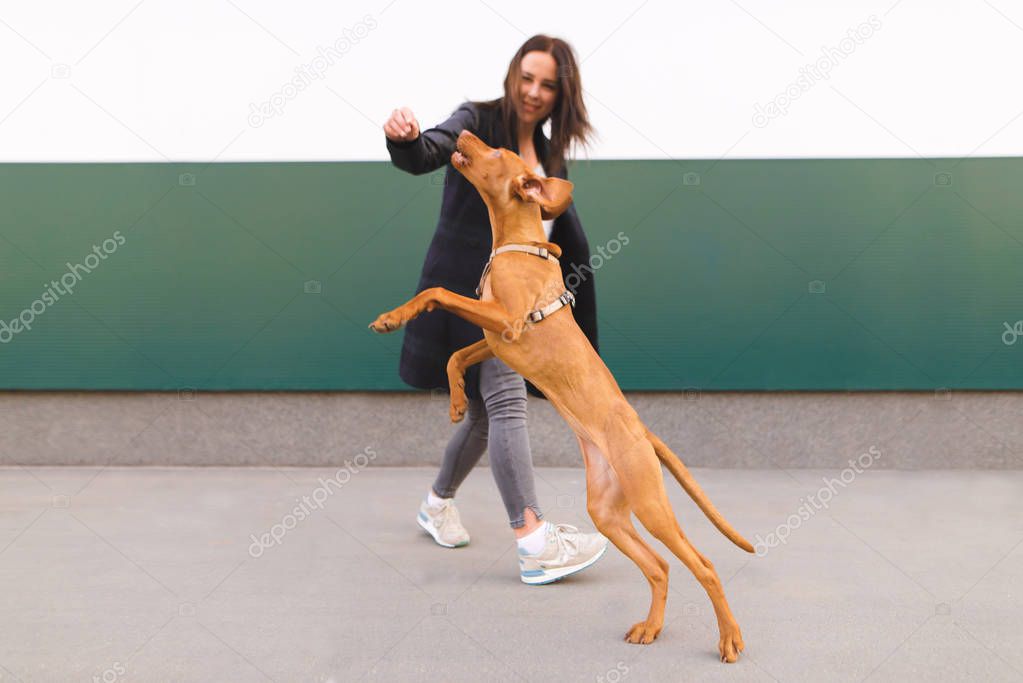 Happy dog and owner play against the background of the wall. The dog jumps high behind the girl's hand. Fun with a pet. Magyar Vizsla breed