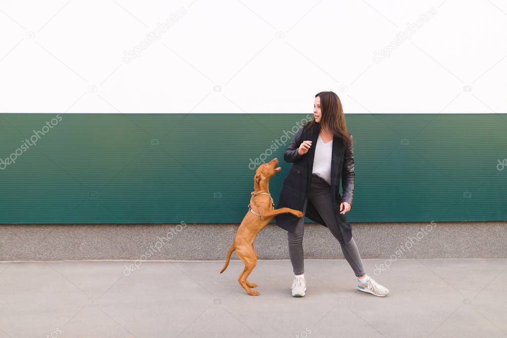 Happy girl and brown dog against a background of colored walls. A girl plays with a puppy while walking