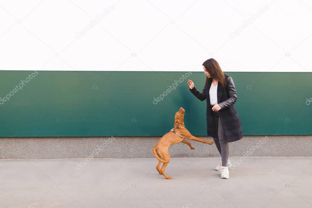A woman trains a dog against the background of the wall. Walking with a dog in the city. The dog plays jumping. Magyar Vizsla breed