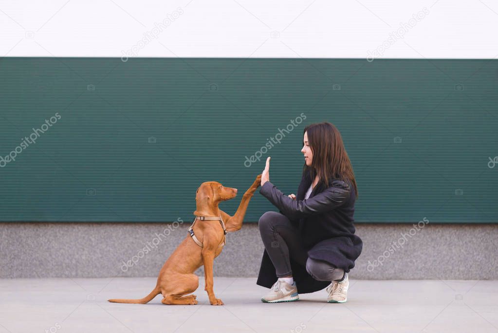 The dog gives five girls. A trained puppy performs teams. The owner and cute dog are playing against the background of a colored wall