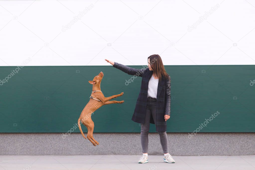 The girl plays with the dog against the background of the wall. The puppy jumps to the owner's hands. Leisure with a pet
