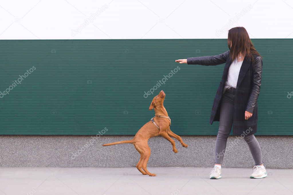 The owner plays with the puppies against the background of the wall. Dog games against the background of the walls. Walking with a dog. Pets concept
