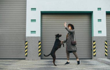 Şapkalı şık bir kız gri bir duvarın arka planında köpekle oynar. Köpek yavrusu sahibinin eline geçer. Yakışıklı bir kadın bina arkasında köpek eğitiyor. Kopyalama alanı