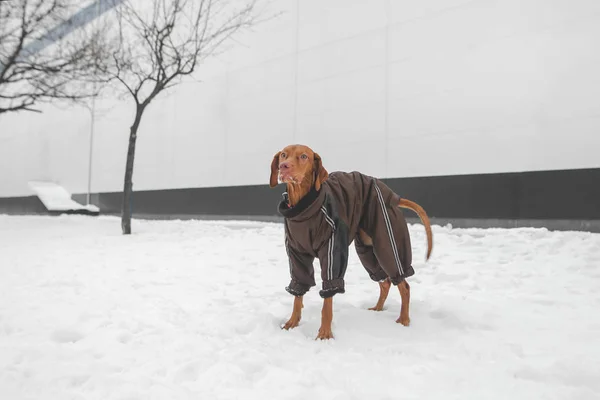 Dogs of the breed magyar vizsla dressed in a jacket is in the sn — Stock Photo, Image