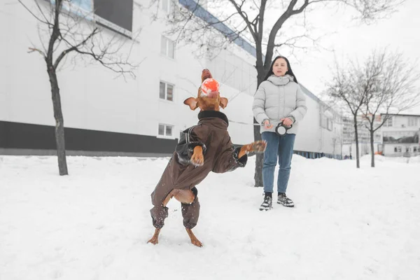 Mädchen und ein Hund an der Leine spielen den Winter im Schnee. Foto — Stockfoto