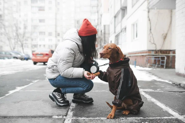 Gadis cantik dengan pakaian hangat dengan anjing cantik duduk di t — Stok Foto