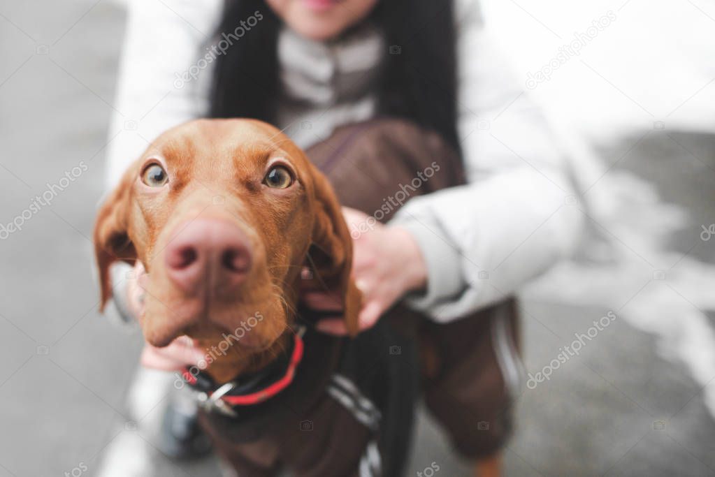 Close-up photo of a cute dog breeds a magyar vizsla, and a woman