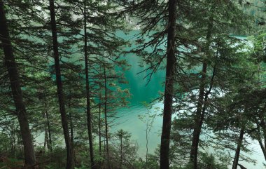 Geçmişi. Duvar kağıdı. Turkuaz dağ gölünün arka planındaki kozalaklı ağaçlar ve temiz su. Morskie Oko. Tatra Dağları. Tatra Ulusal Parkı