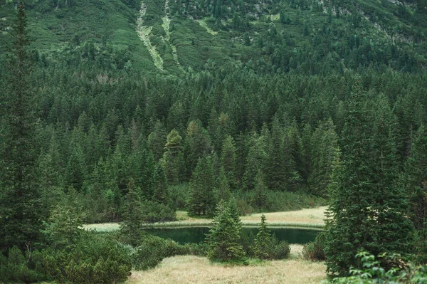Kozalaklı orman ve gölü olan dağ manzarası. Geçmişi. Doğa koruma alanının manzarası. — Stok fotoğraf