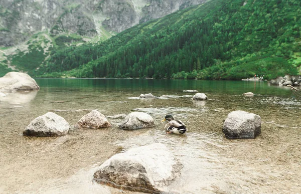 Pato salvaje nada en el agua clara de un lago en las montañas. Morskie Oko, o el Ojo del Mar en los lagos más grandes y más profundos de las montañas Tatra — Foto de Stock