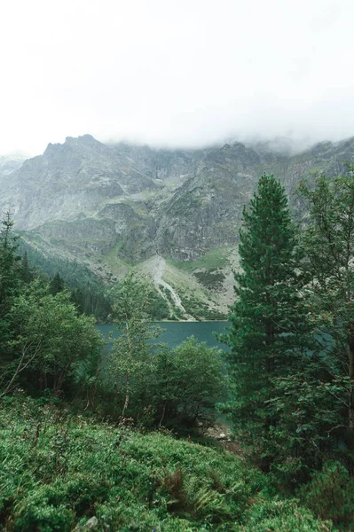 Pionowe zdjęcie. Drzewa na tle jeziora i gór w pochmurny dzień. Krajobraz: błękitne, czyste jezioro, skaliste góry. Morskie Oko. Tatry. Tatrzański Park Narodowy — Zdjęcie stockowe