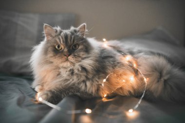 Komik, tüylü gri kedi yatakta ışıklarla oynuyor. Yatağında Noel ışıkları olan bir kedinin yakın plan fotoğrafı. Tatlım, kedi yatakta oynuyor..