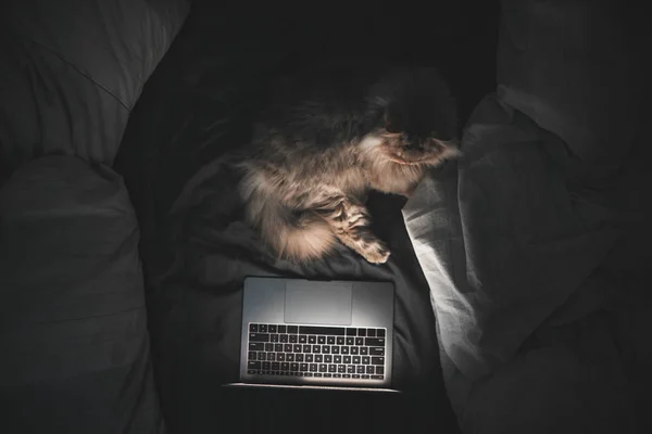 Gray, fluffy cat lies at night on the bed and looks at the laptop screen. Cat and laptop on bed at night. A pet is watching videos on the internet. Copyspace