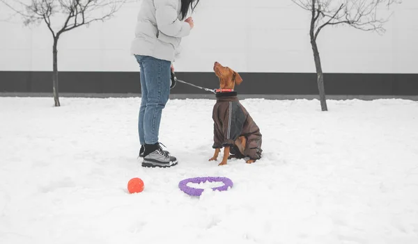 Walking with a dog and playing on the winter street. Girl wearing warm clothes and a dressed dog playing in the snow. Owner and dog on a winter walk. — Stock Photo, Image