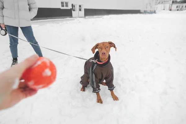 Dog on the leash in the girl looks at the ball in hand and wants to play. Dressed dog jacket the snow in the winter season, dog looks at the ball his hand. Play with pet.