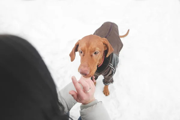 Cão bonito em uma jaqueta e uma coleira joga com uma neve no w — Fotografia de Stock