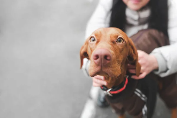 Woman holds a dog on the street, the focus on the face of a brow — Stock Photo, Image