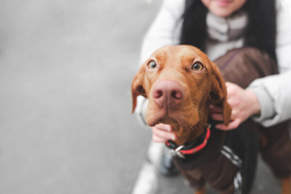 Woman holds a dog on the street, the focus on the face of a brow