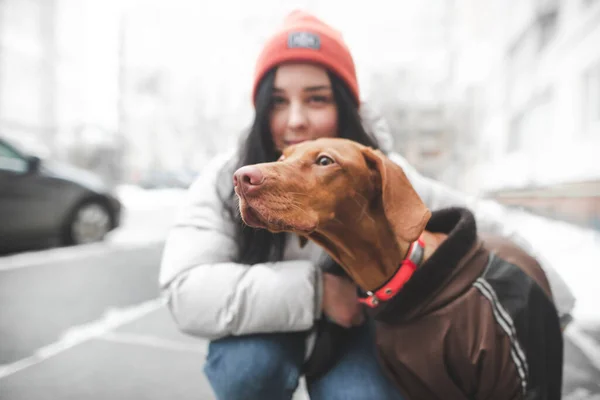 Brown berpakaian anjing dari jenis magyar melihat ke samping, tapi — Stok Foto