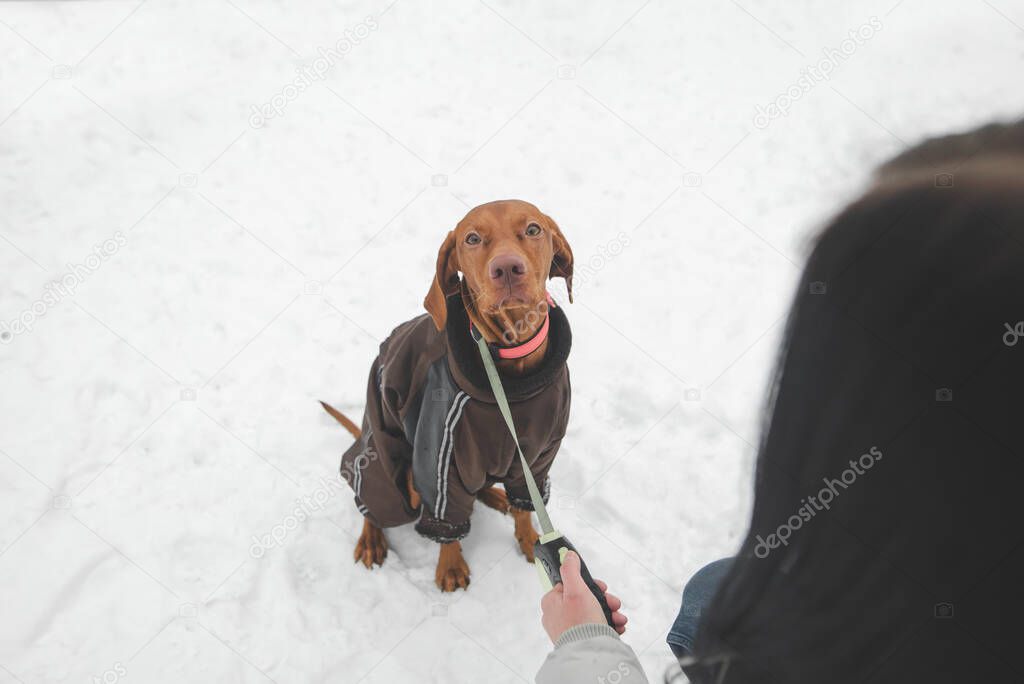 Portrait of a cute brown dog in a jacket sitting in the snow and