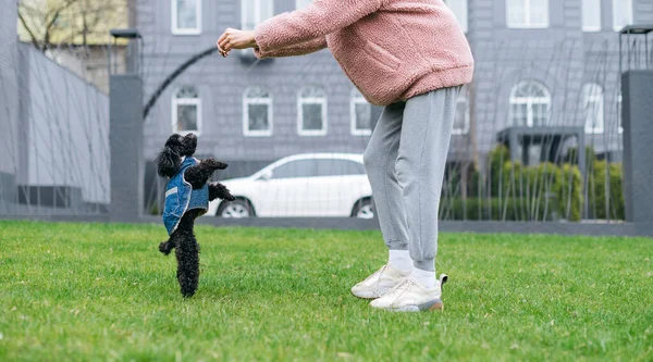 Cropped Photo Woman Pink Plays Dog Green Lawn Dog Stands — Stock Photo, Image