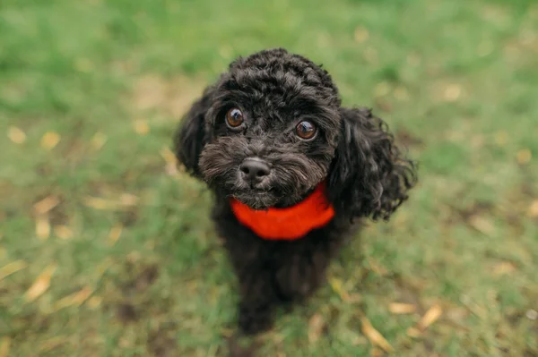 Anjing Lucu Ras Anjing Hitam Anjing Lucu Pudel Mainan Dengan — Stok Foto
