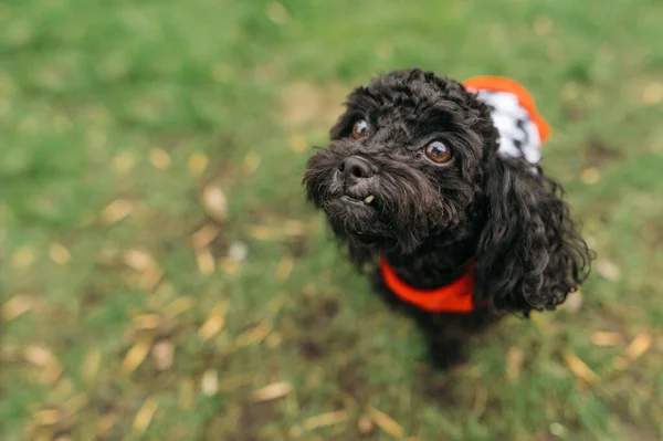 Foto Anjing Pudel Mainan Lucu Rumput Melihat Kamera Dan Menunjukkan — Stok Foto