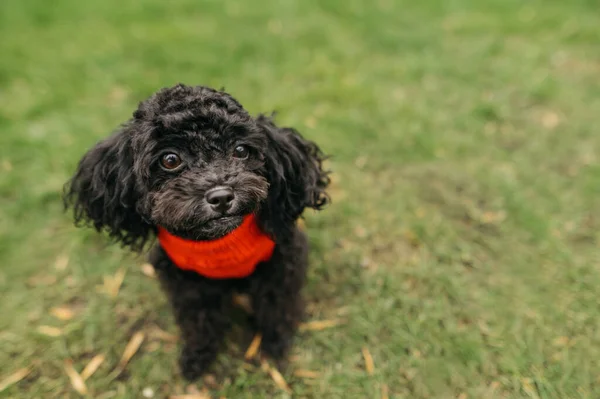 Puppy Mainan Pudel Terisolasi Rumput Memakai Sweater Dan Melihat Pergi — Stok Foto