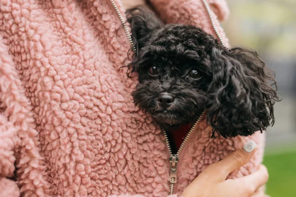 可愛い丸い子犬のおもちゃのプールは 女性の所有者のピンクのコートの下に座って カメラを見ています 女の子は涼しい日に犬と屋外で歩く 写真を閉じて — ストック写真