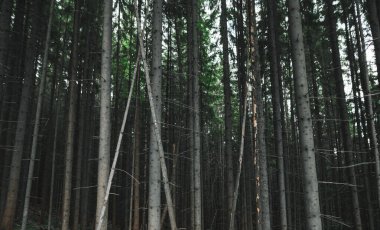 Ağaç gövdeleri el değmemiş kozalaklı dağ ormanlarında sık sık yetişir. Geçmişi. Şablon. Karanlık, kalın orman konsepti. Boşluğu kopyala